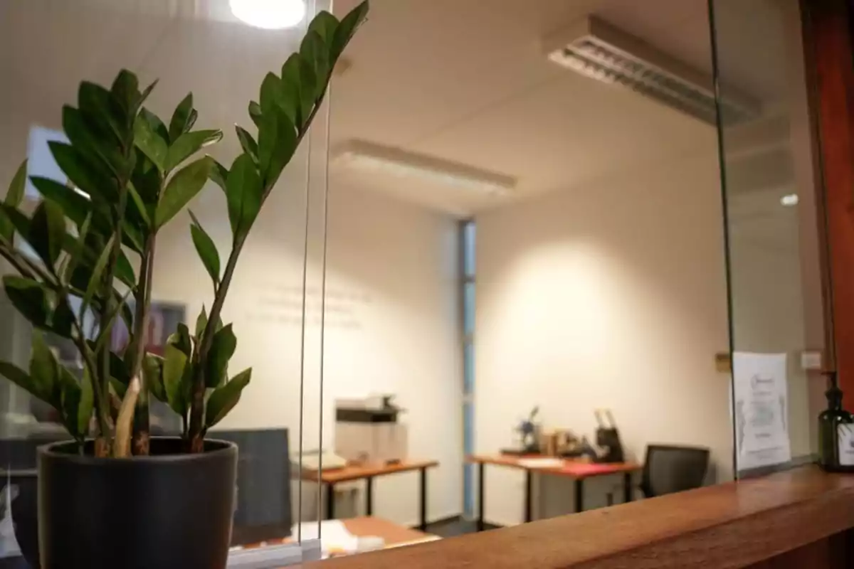 Oficina con una planta en primer plano y escritorios al fondo