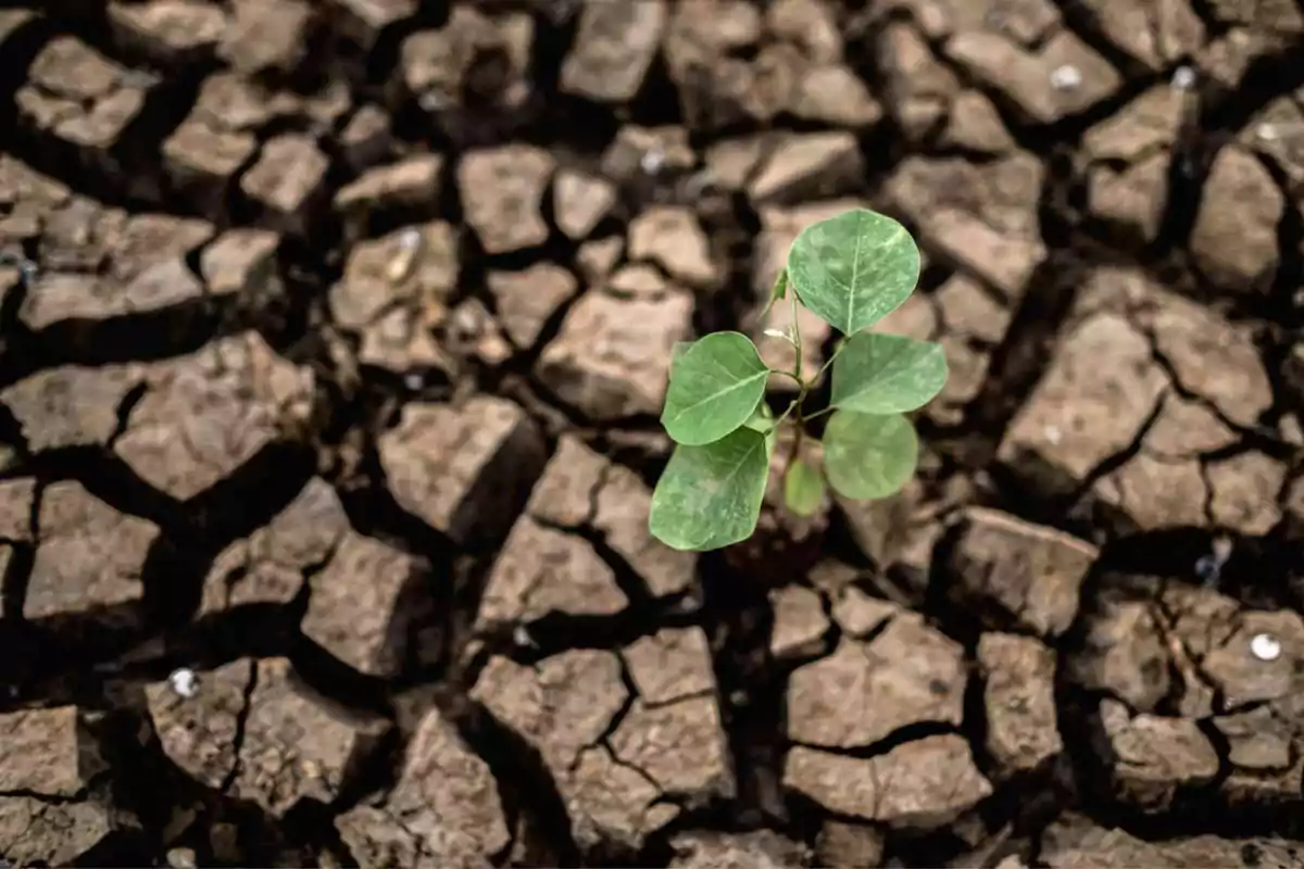 Una planta verde brota en un suelo agrietado y seco.