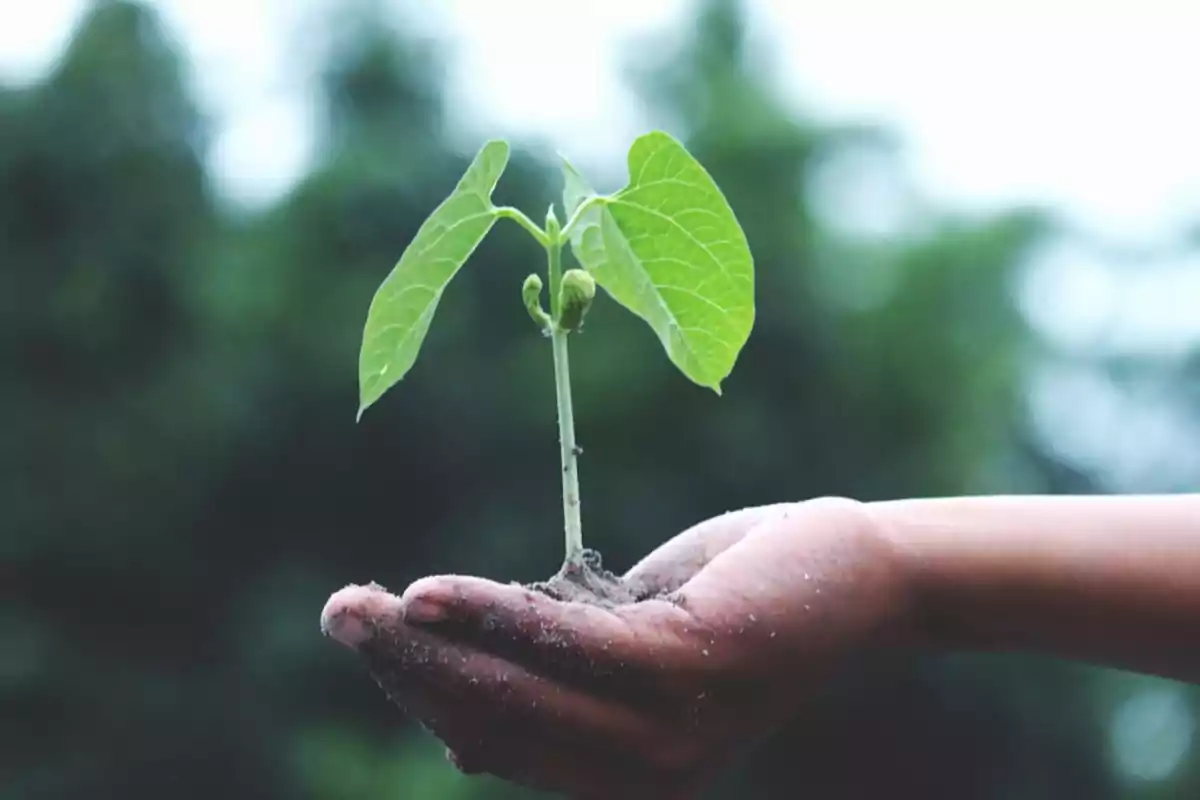 Una mano sostiene una pequeña planta con hojas verdes sobre un fondo natural.