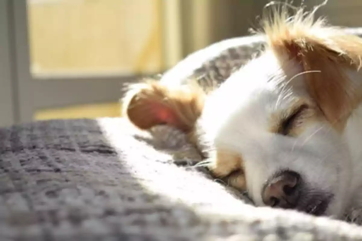 Perro pequeño durmiendo plácidamente sobre una manta en un ambiente iluminado por la luz del sol.