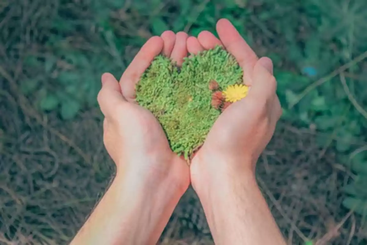 Manos sosteniendo musgo en forma de corazón con una pequeña flor amarilla.