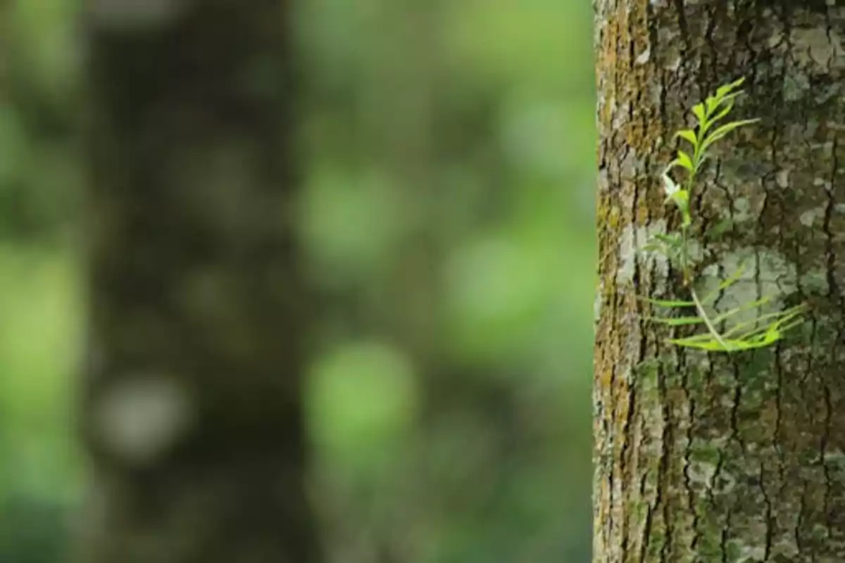 tronco de un árbol con un brote